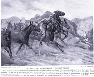 Le soldat Vines récompensé par la DCM pour avoir contrôlé des mules terrifiées en août 1915